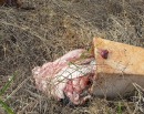 Moradores se deparam com restos de animais jogados em terreno baldio no bairro Schiavini em Coronel Vivida